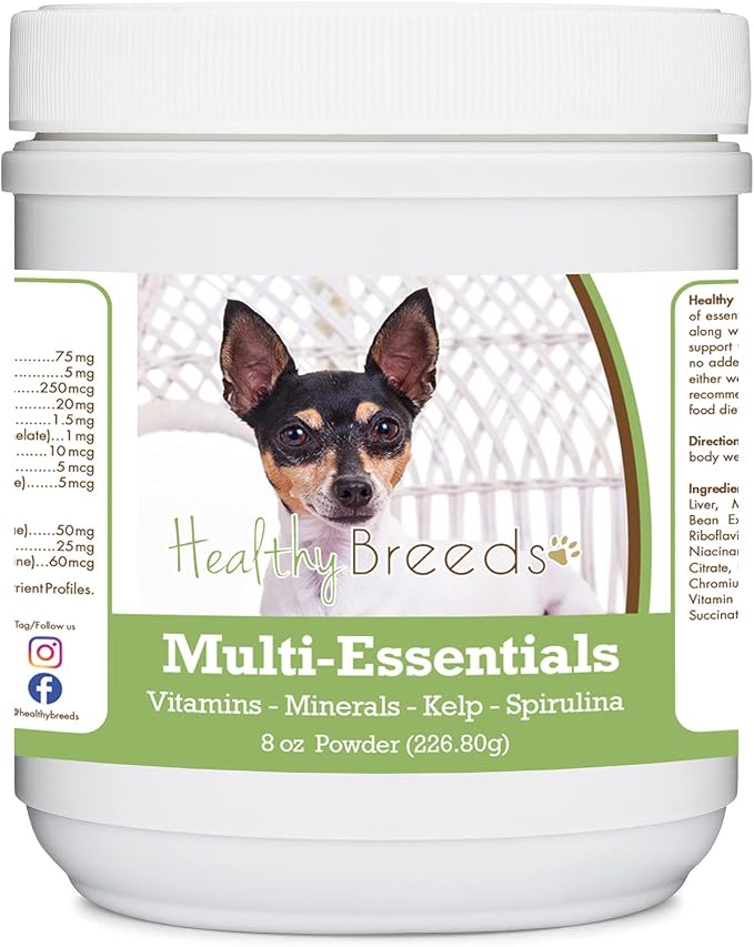 Toy Fox Terrier