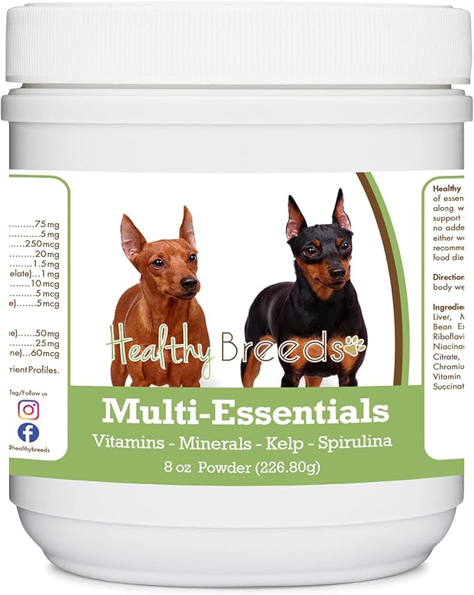 Miniature Pinscher