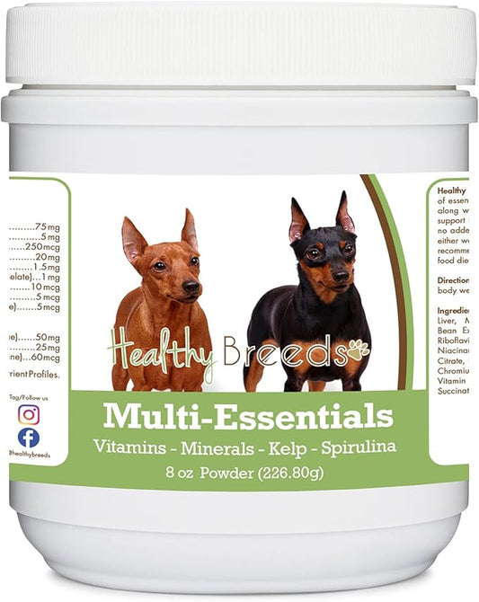Miniature Pinscher