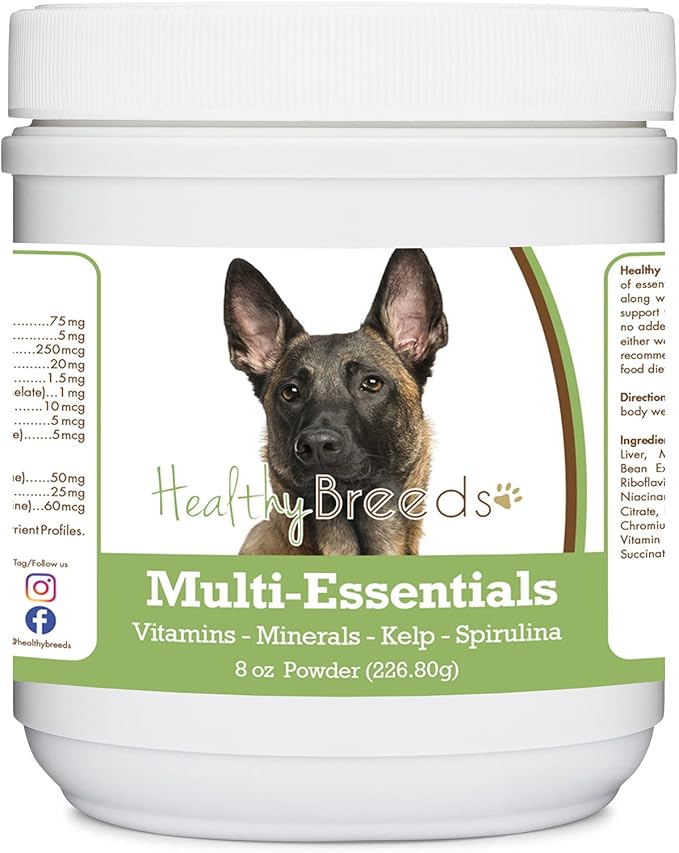 Belgian Malinois