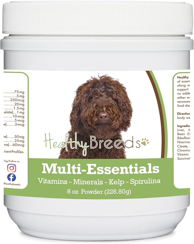 Labradoodle, Chocolate