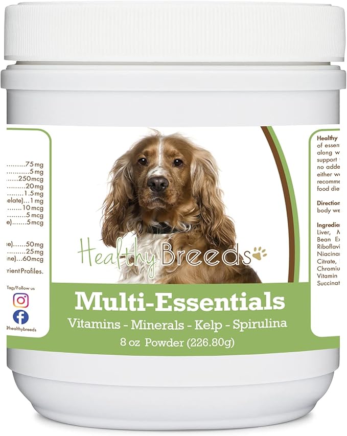 English Cocker Spaniel