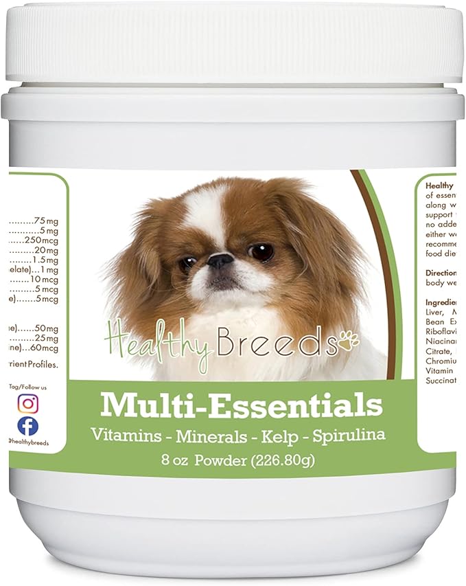 Japanese Chin