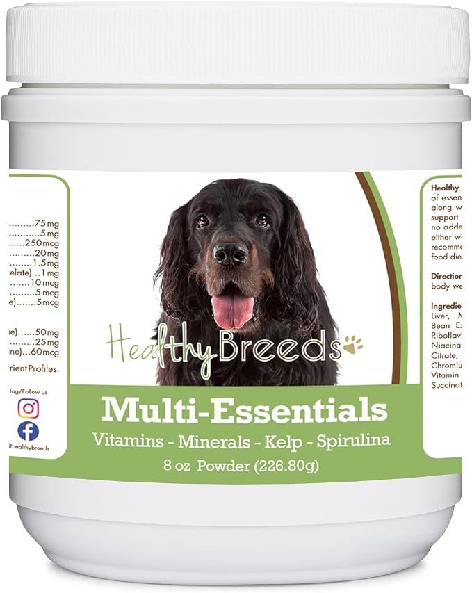 Gordon Setter