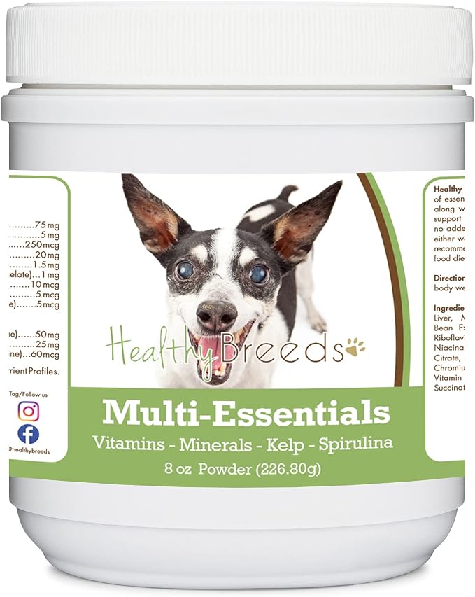 Rat Terrier