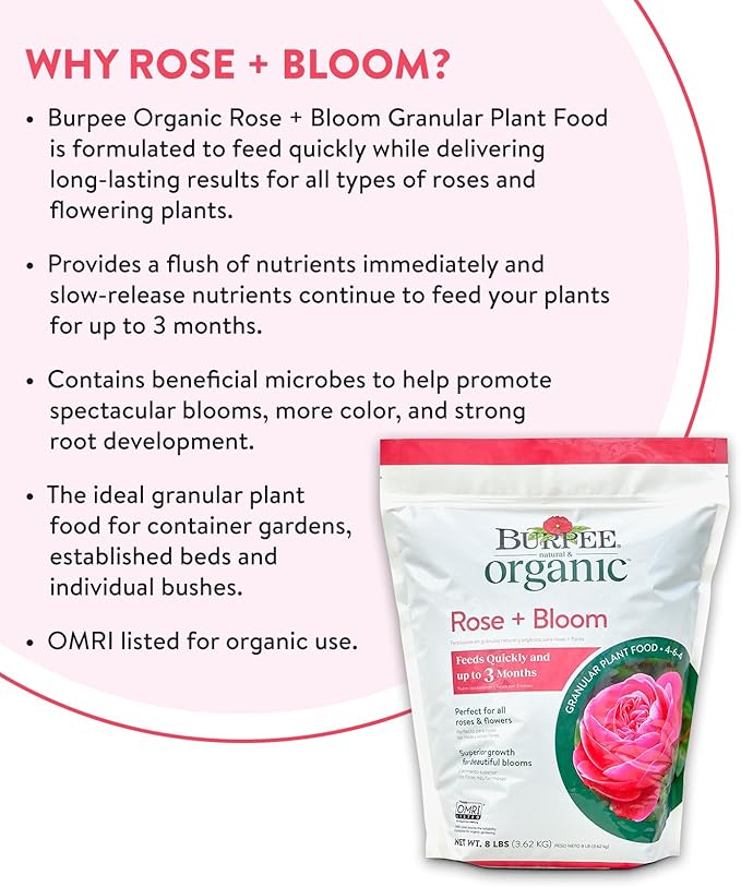 Rose & Bloom