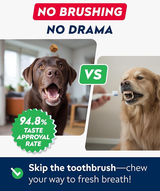Dental Care Probiotic