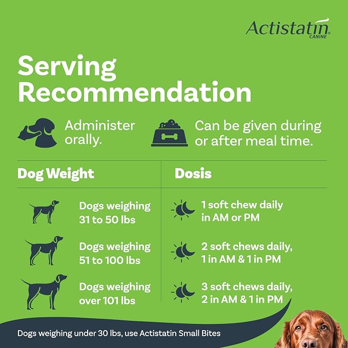Medium to Large Dog
