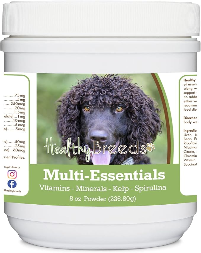 Irish Water Spaniel
