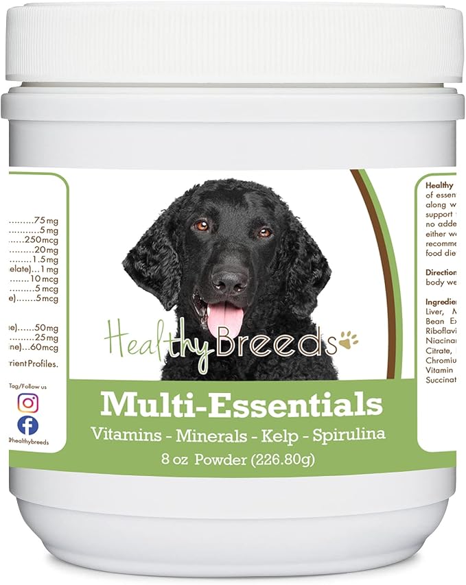 Curly-Coated Retriever
