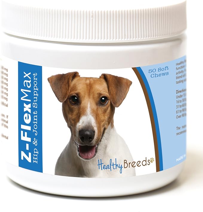Jack Russell Terrier
