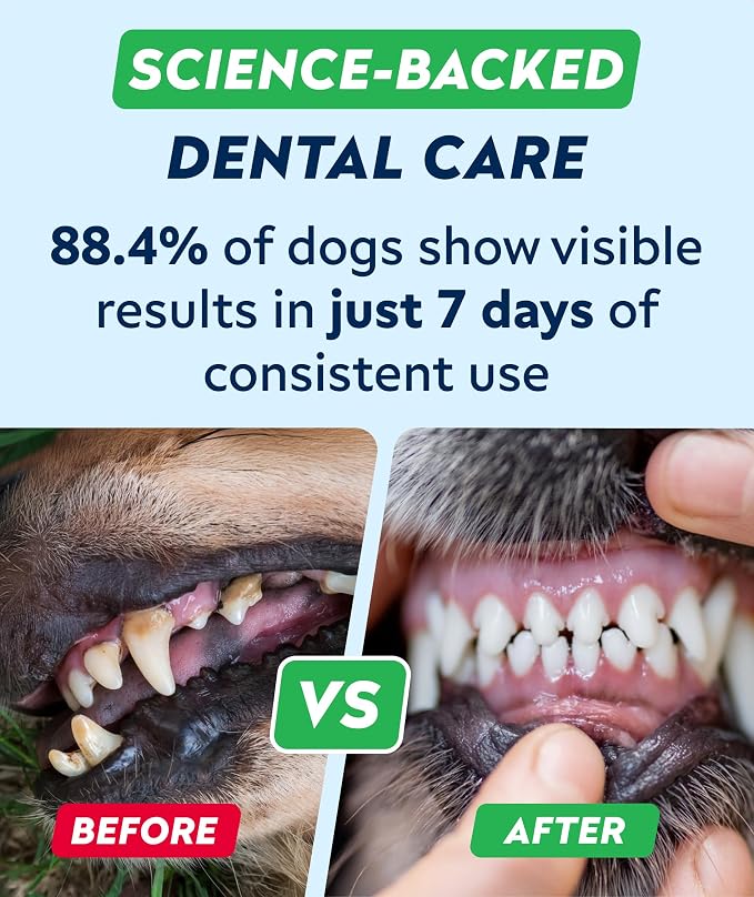 Dental Care Probiotic