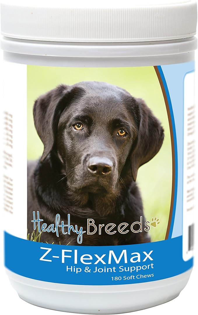 Labrador Retriever, Black