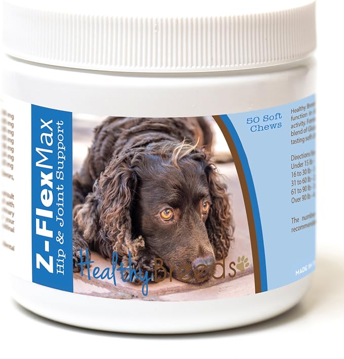 American Water Spaniel