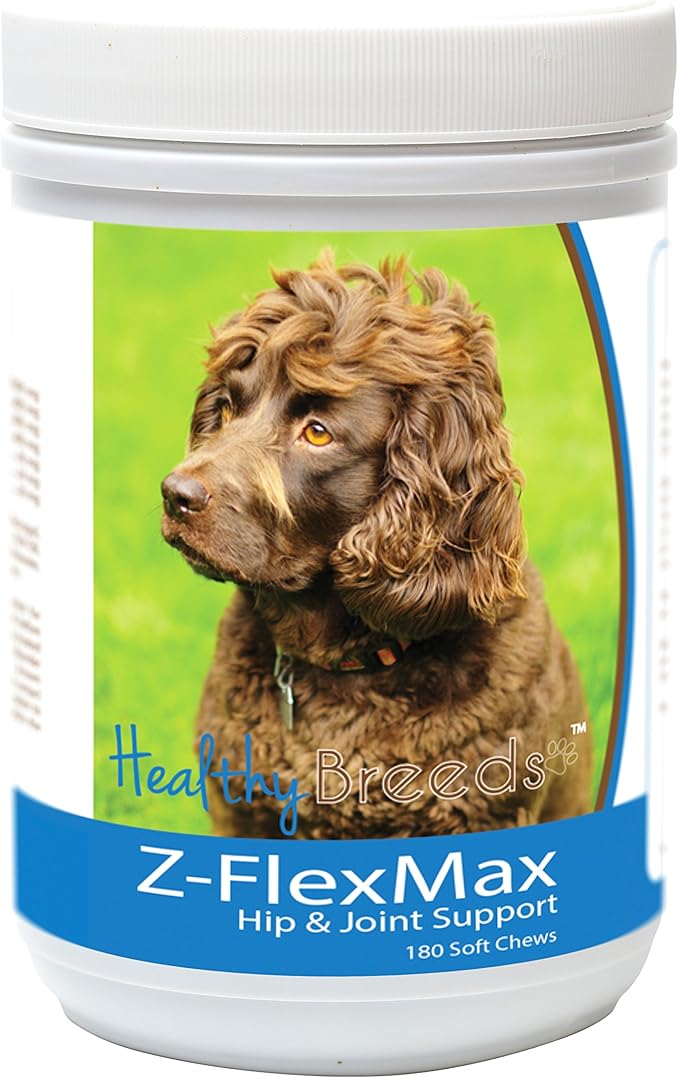 Boykin Spaniel