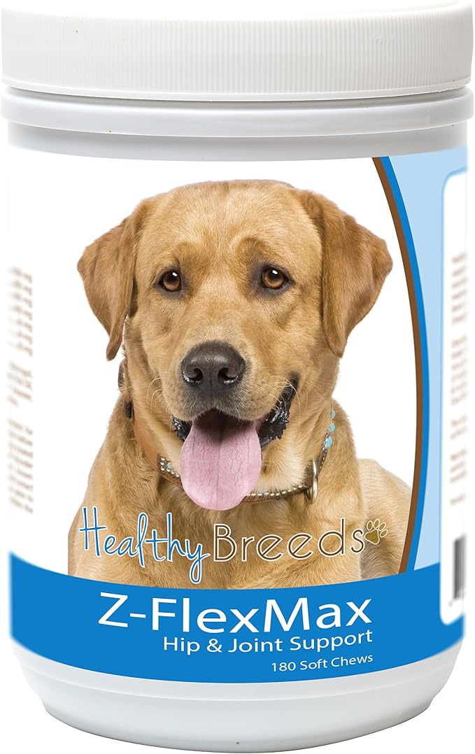 Labrador Retriever, Golden