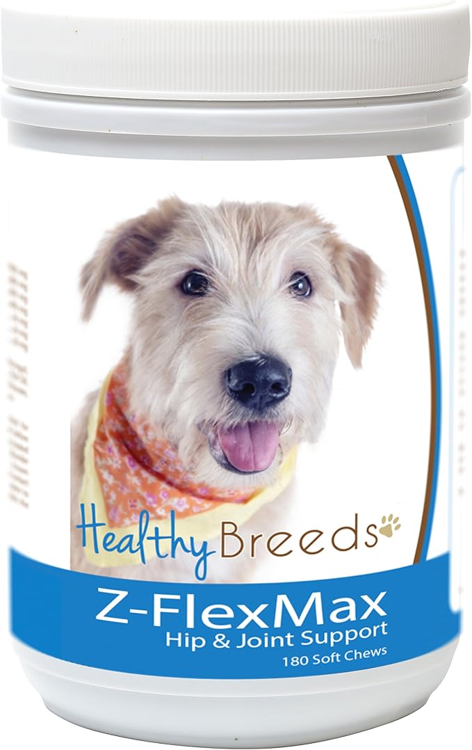 Glen of Imaal Terrier