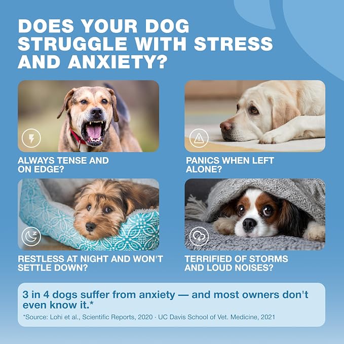 Beef Flavor Calming Chews