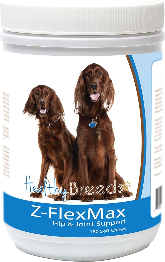 Irish Setter