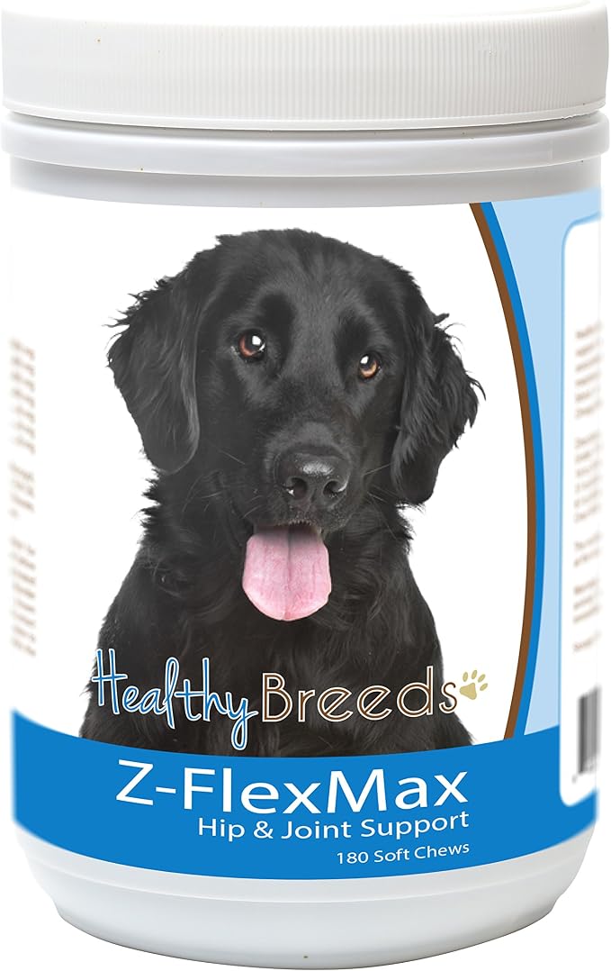 Flat Coated Retriever