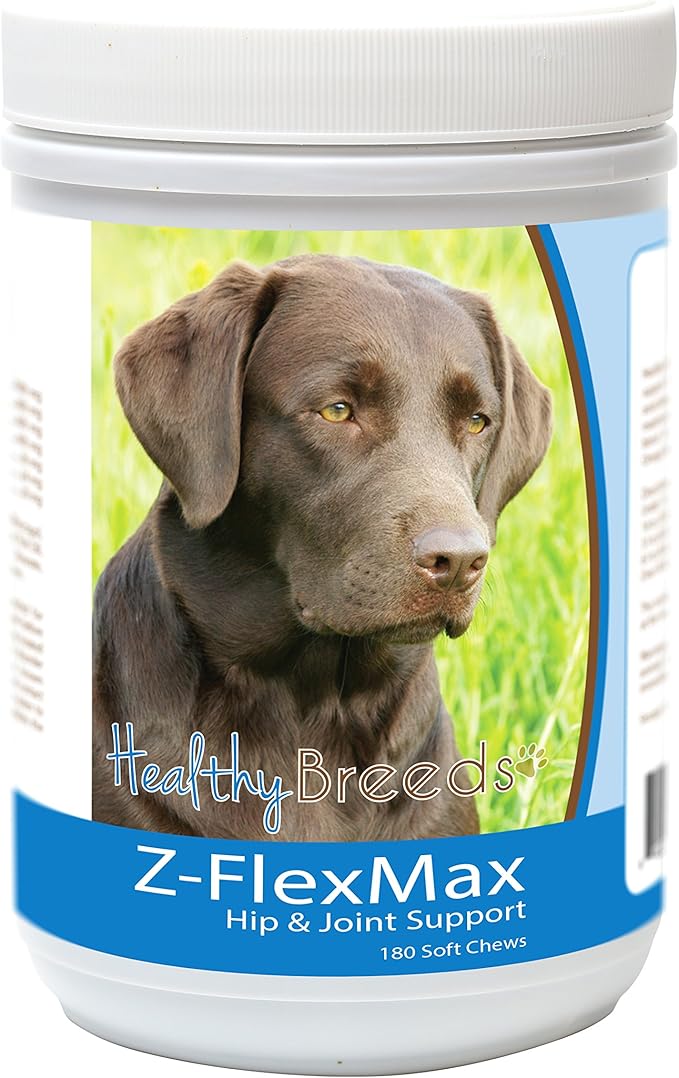 Labrador Retriever, Chocolate