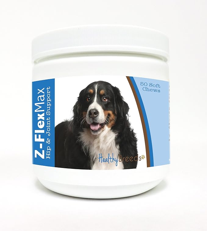 Bernese Mountain Dog