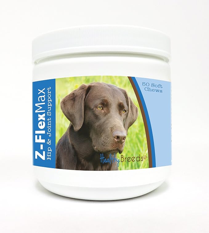 Labrador Retriever, Chocolate